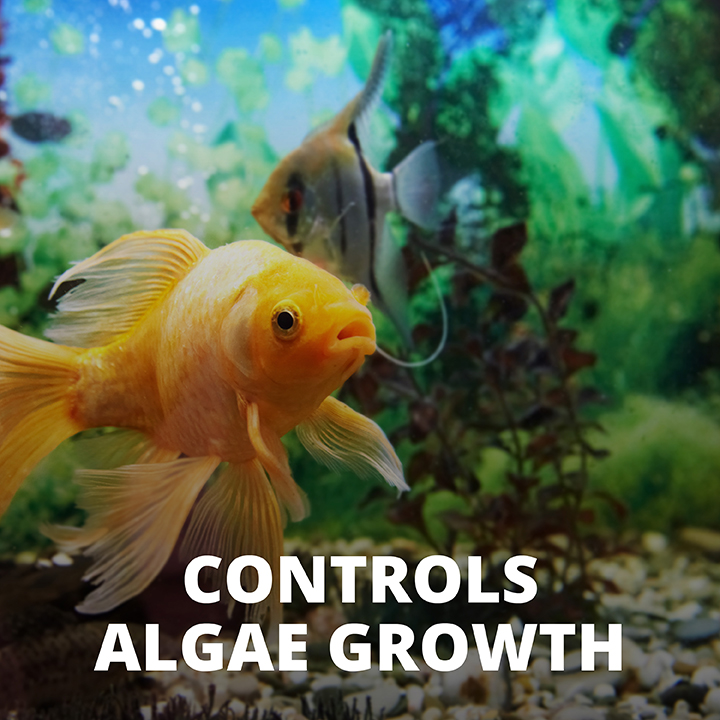 No More Algae® Tablets